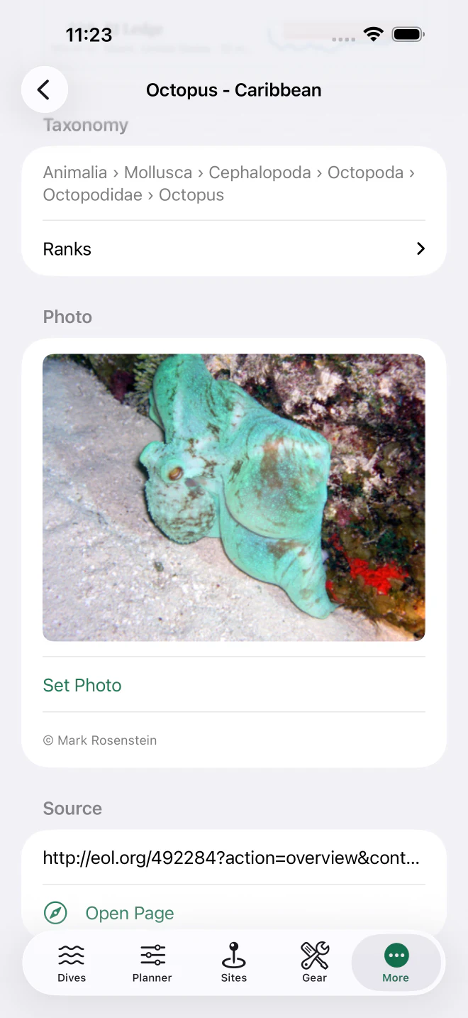 Marine life record on iPhone showing taxonomy and a Caribbean octopus photo